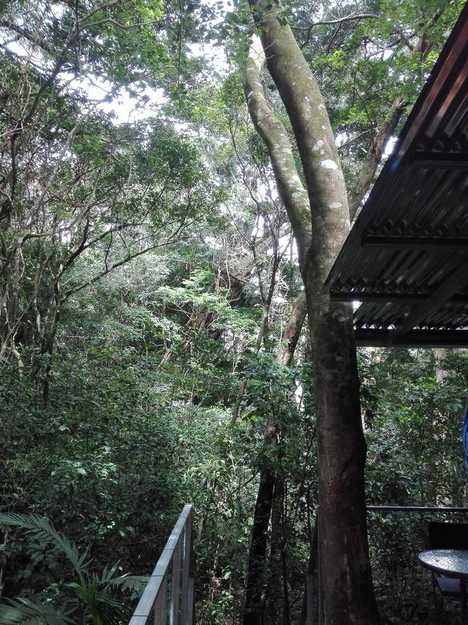 The Green Tree Lodge Monteverde Exterior foto