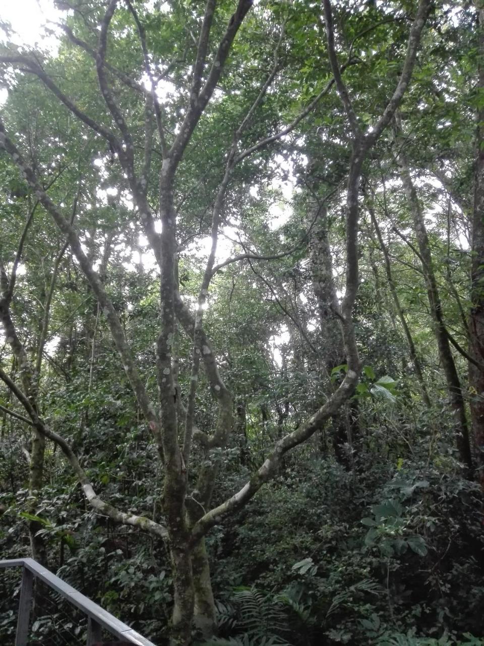 The Green Tree Lodge Monteverde Exterior foto